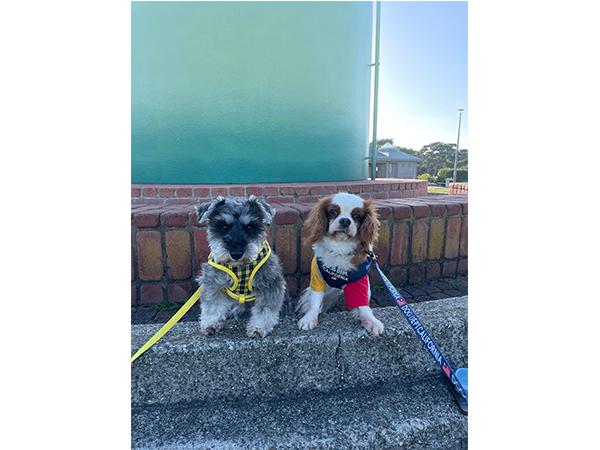 卒業犬のほたるちゃんとシェイクちゃん♪